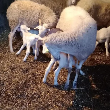 Maurizio Nel Borgo Medievale *